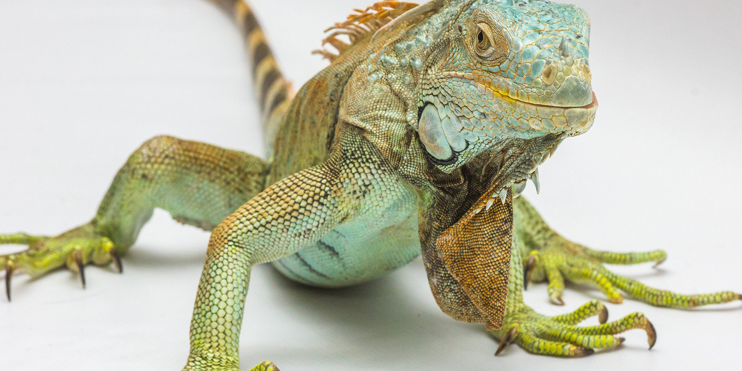 New reptile shop to open in Peterborough