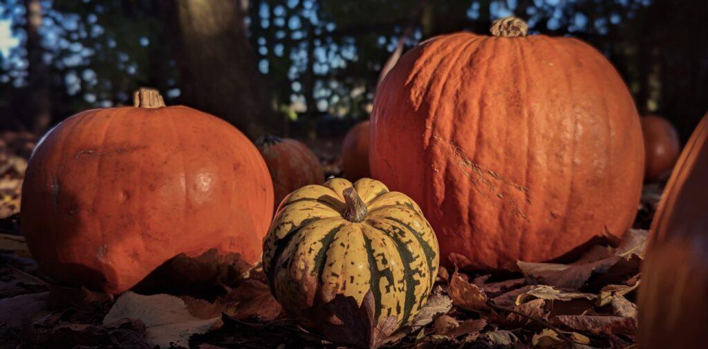 A selection of pumpkins in the woods at Flag Fen