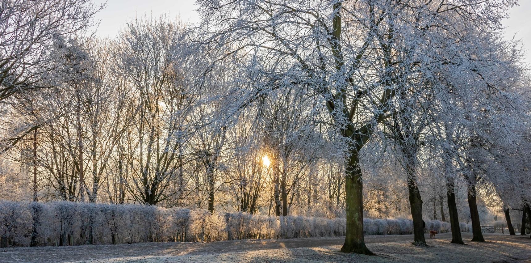 Trees along a path, covered in hoar-frost