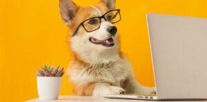 Dog wearing glasses sits at a desk with a laptop