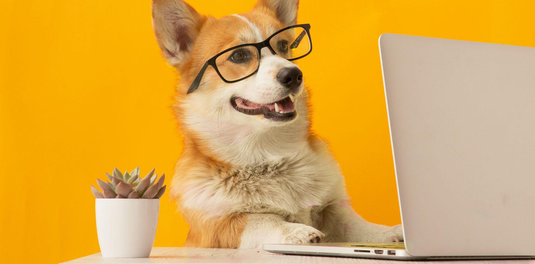 Dog wearing glasses sits at a desk with a laptop
